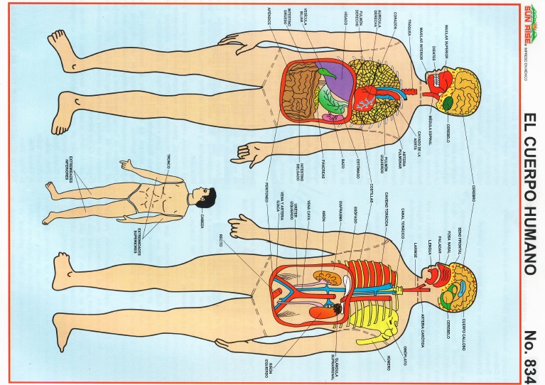 cuerpo humano